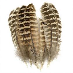 Faisane plumes d�ailes
