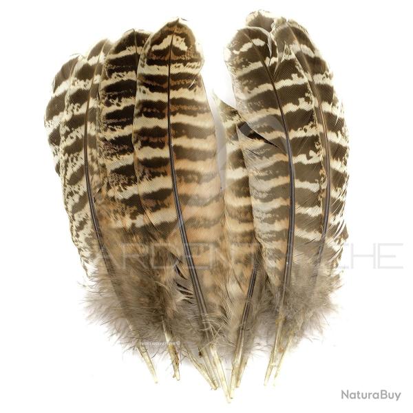 Faisane plumes d�ailes