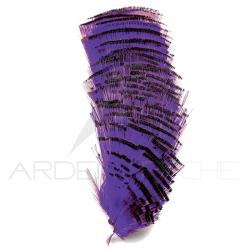 Faisan dor&eacute; demi collerette teint&eacute;es violet