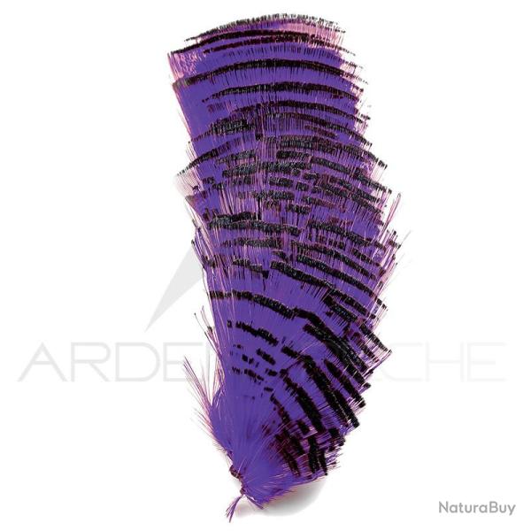 Faisan dor� demi collerette teint�es violet