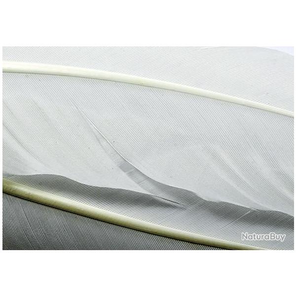 Dinde plume d�aile teint�es blanche