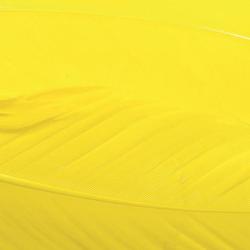 Dinde plume d&acute;aile teint&eacute;es jaune