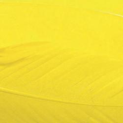Dinde plume d&acute;aile teint&eacute;es jaune