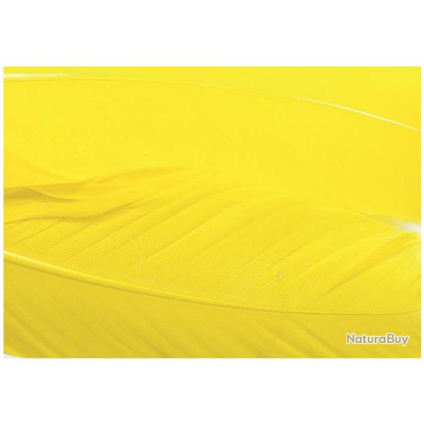 Dinde plume d�aile teint�es jaune