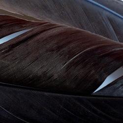 Dinde plume d&acute;aile teint&eacute;es marron