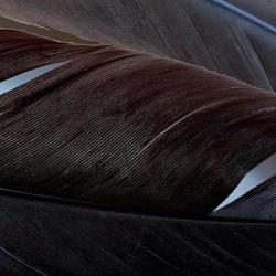 Dinde plume d&acute;aile teint&eacute;es marron