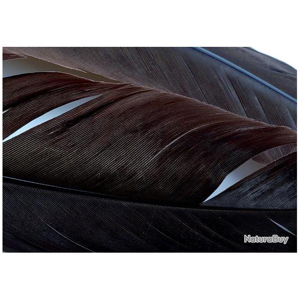 Dinde plume d�aile teint�es marron