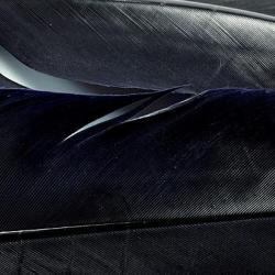 Dinde plume d&acute;aile teint&eacute;es noire