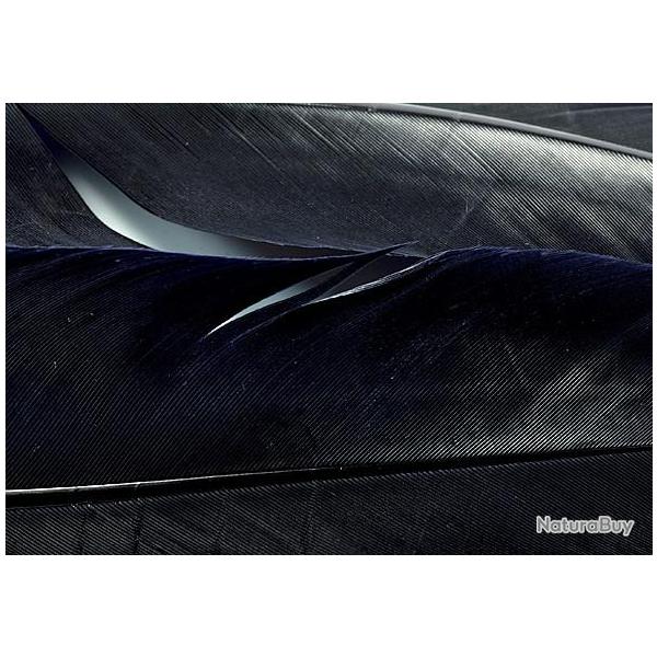 Dinde plume d�aile teint�es noire