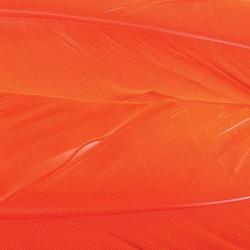 Dinde plume d&acute;aile teint&eacute;es orange