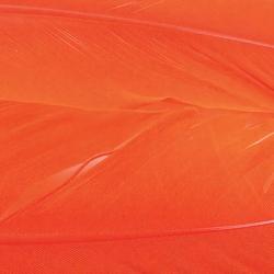 Dinde plume d&acute;aile teint&eacute;es orange