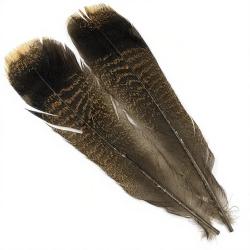 Dinde plume de queue z&eacute;br&eacute;es marron