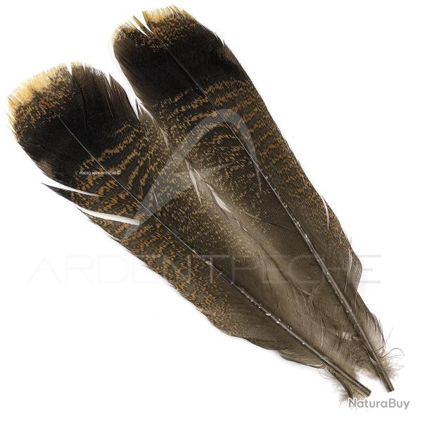 Dinde plume de queue z�br�es marron