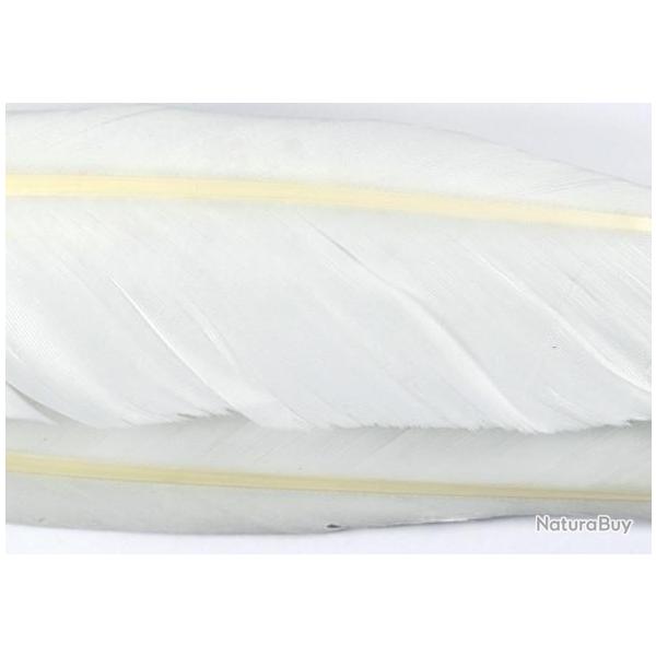 Oie plume d�aile blanches