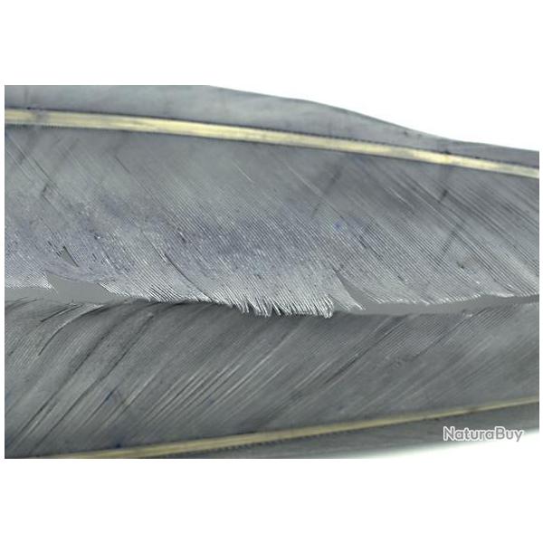 Oie plume d�aile teint�es gris