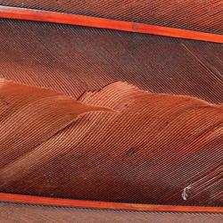 Oie plume d&acute;aile teint&eacute;es marrons