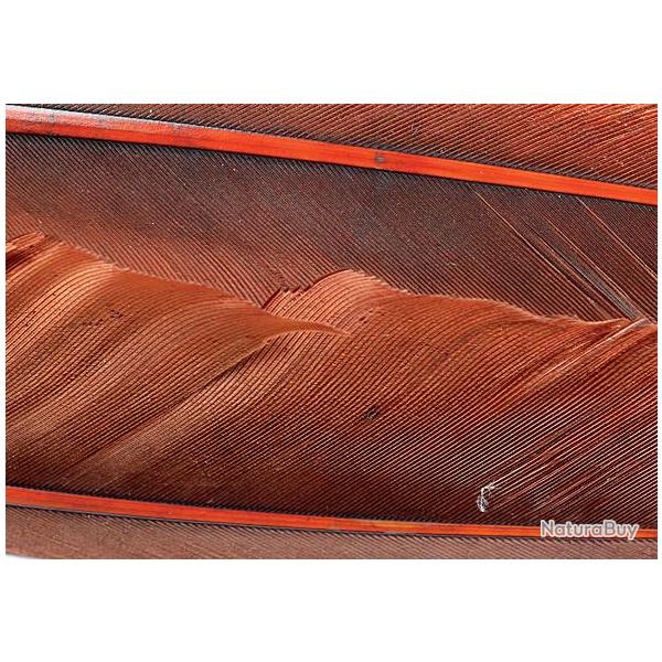 Oie plume d�aile teint�es marrons