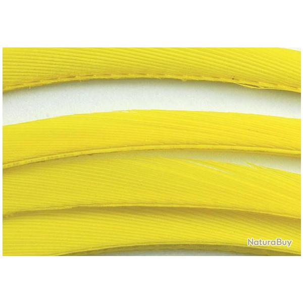 Oie biots quills jaune