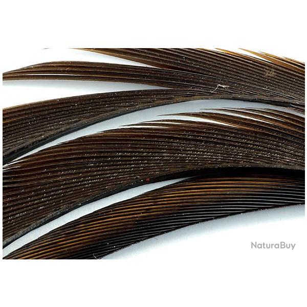 Oie biots quills marron fonc�