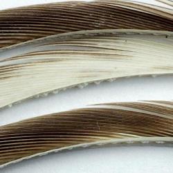 Oie biots quills naturels