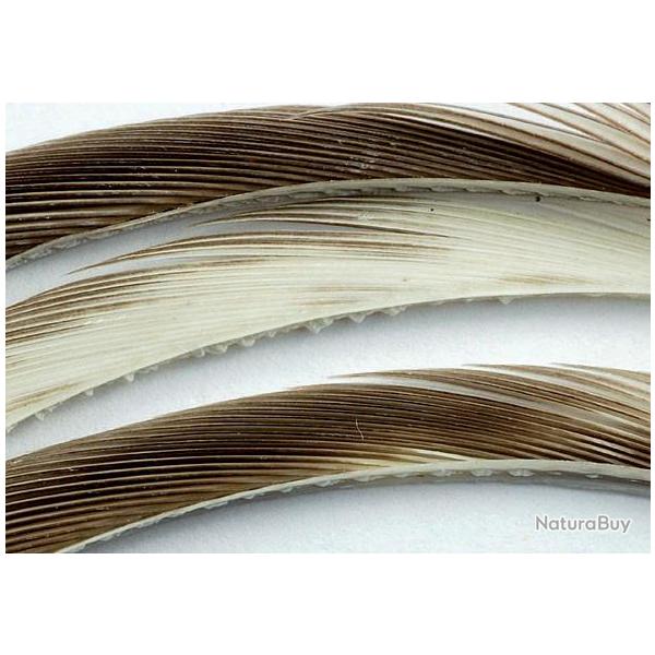Oie biots quills naturels