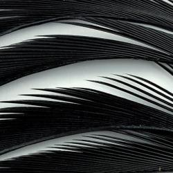 Oie biots quills noir