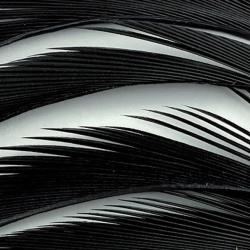 Oie biots quills noir