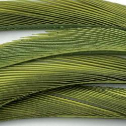 Oie biots quills olive clair