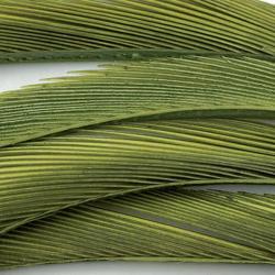 Oie biots quills olive clair