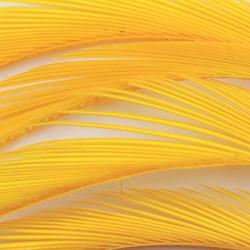 Oie biots quills sulphur orange