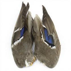 Canard Mallard Paires d&acute;ailes