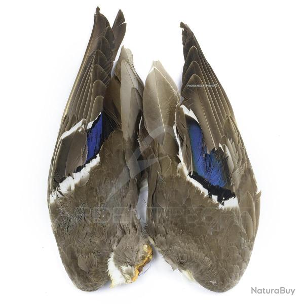 Canard Mallard Paires d�ailes