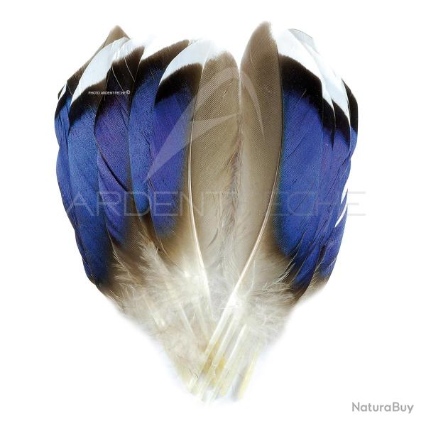 Canard Mallard plumes bleut�es