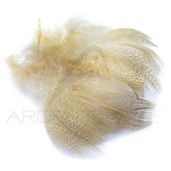 Canard poitrail m&acirc;le beige