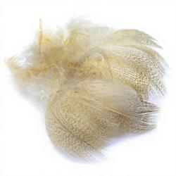 Canard poitrail m&acirc;le beige