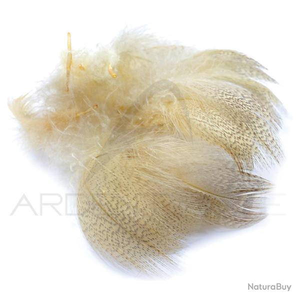 Canard poitrail m�le beige