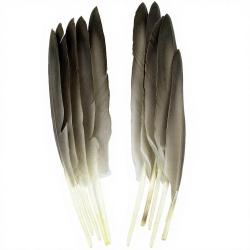 Canard plumes d&acute;ailes naturelles
