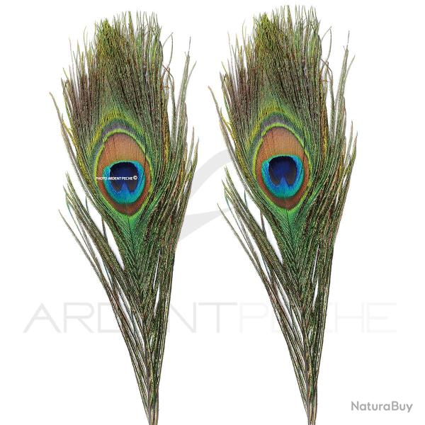 Paon oeil complet�