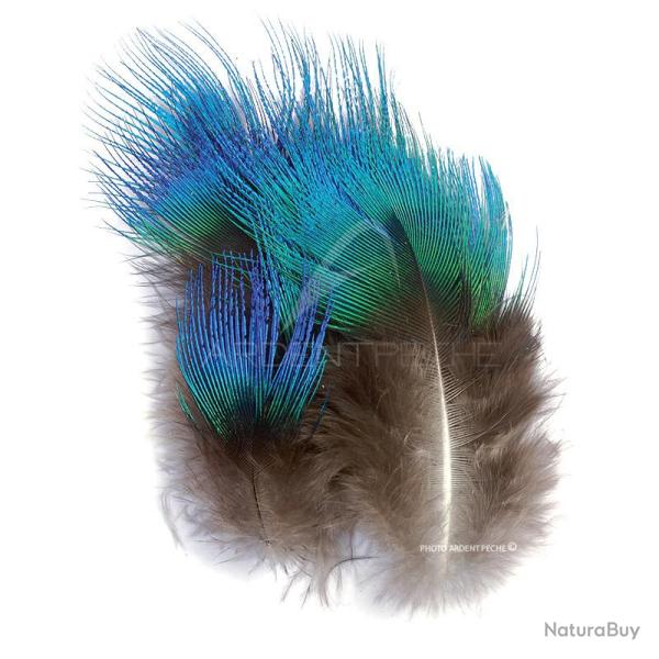 Paon plumes de corps bleu