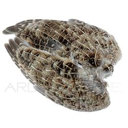 perdrix paire d'aile