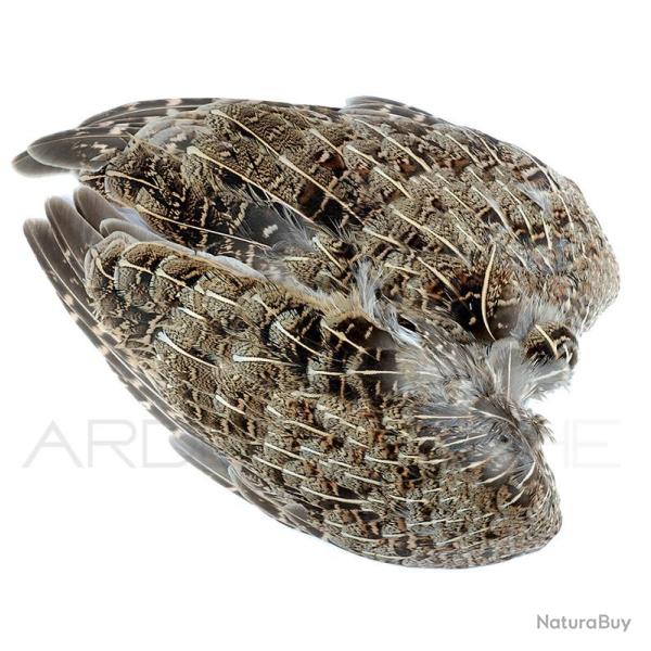 perdrix paire d�aile