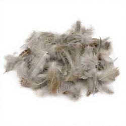 perdrix plumes de collerette claire