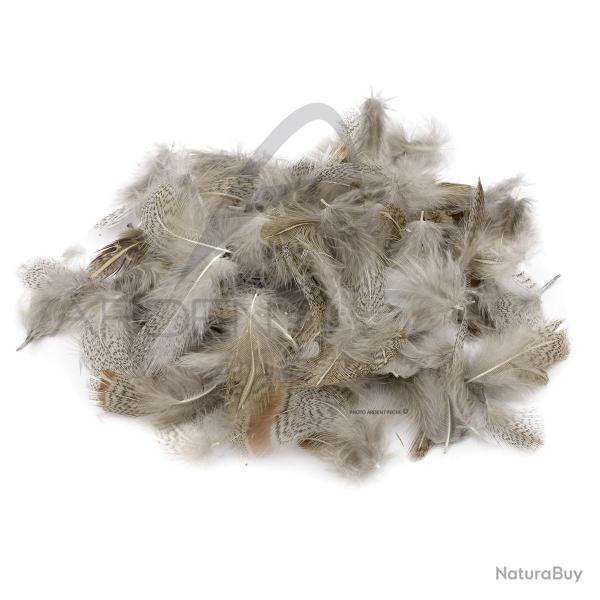 perdrix plumes de collerette claire
