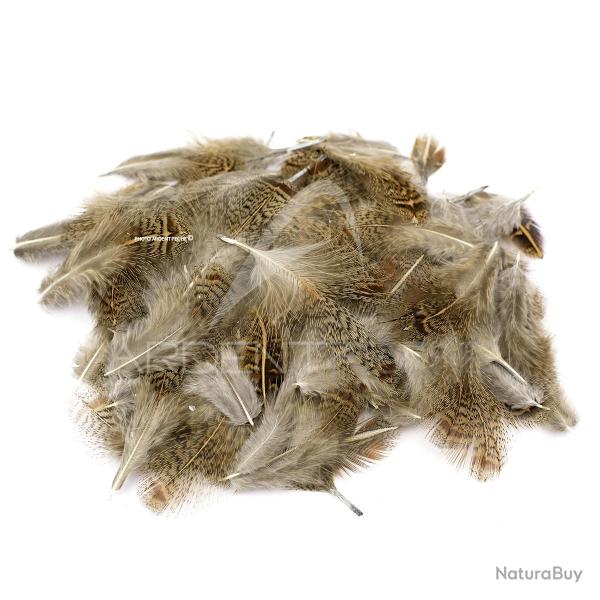 perdrix plumes de collerette fonc�e