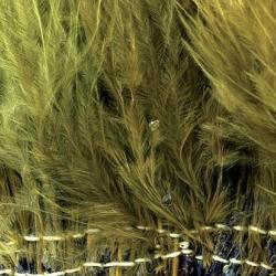 Marabout plumes quill light olive 60