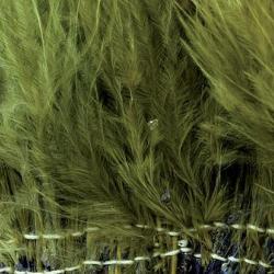 Marabout plumes quill olive 89