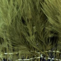 Marabout plumes quill olive 89