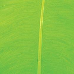 Autruche herls sur tige fluo chartreuse