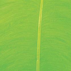 Autruche herls sur tige fluo chartreuse