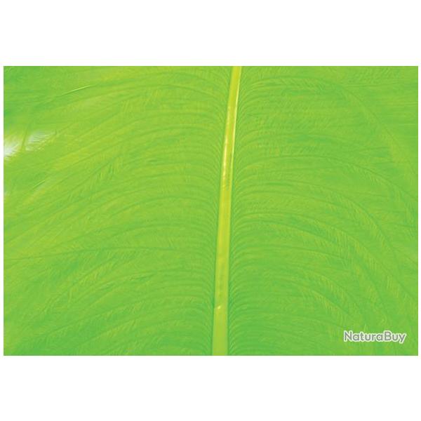 Autruche herls sur tige fluo chartreuse